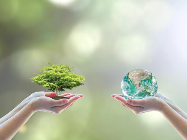 Mani tengono albero e Terra, simbolo di natura e ambiente.